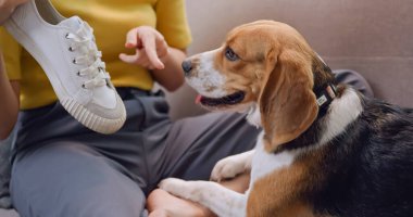 Genç bir kadın, ev eşyalarına zarar verdiği için köpeğini azarlıyor..