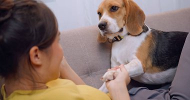 Genç bir kadın evdeki kanepede köpeğiyle oynarken eğleniyor..