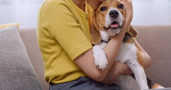 stock image Young woman having fun playing with her dog on sofa at home.