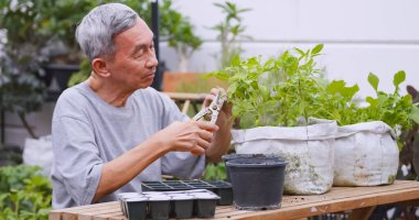 Mutlu emekli adam evde bitki dikerek zaman harcıyor. Yaşlı bir Asyalı adam evde bahçe işleriyle uğraşıyor..