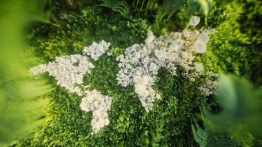 Küresel ekolojik bağlantıyı ve çevresel sürdürülebilirliği sembolize eden yeşil yosun arka planında beyaz mantarlar tarafından oluşturulan bir dünya haritasının 3 boyutlu çizimi