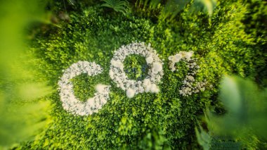 Verimli yeşil yosun ve eğreltiotları üzerine mantarlarla yazılmış CO2 'nin 3 boyutlu yorumlanması sürdürülebilirlik ve çevresel dengenin önemini vurguluyor