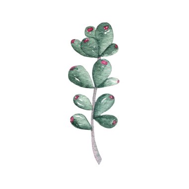 Succulent cactus painted in watercolor. Home garden flower isolated on white background. High quality illustration