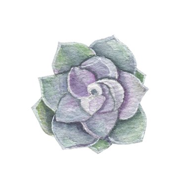 Watercolor succulents, cactus. Isolated object on a white background. Green indoor flowers. High quality illustration
