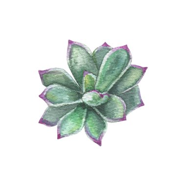 Watercolor succulents, cactus. Isolated object on a white background. Green indoor flowers. High quality illustration