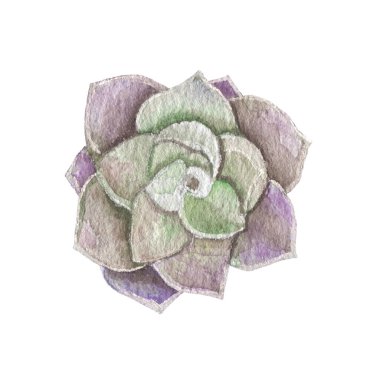 Watercolor succulents, cactus. Isolated object on a white background. Green indoor flowers. High quality illustration