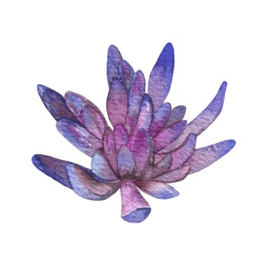 Watercolor succulents, cactus. Isolated object on a white background. Green indoor flowers. High quality illustration