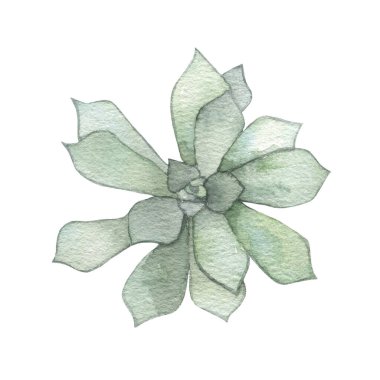 Watercolor succulents, cactus. Isolated object on a white background. Green indoor flowers. High quality illustration