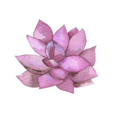 Succulent cactus painted in watercolor. Home garden flower isolated on white background. High quality illustration