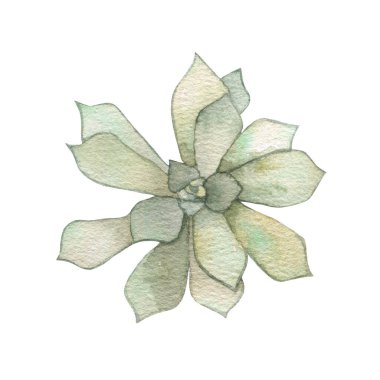 Watercolor succulents, cactus. Isolated object on a white background. Green indoor flowers. High quality illustration