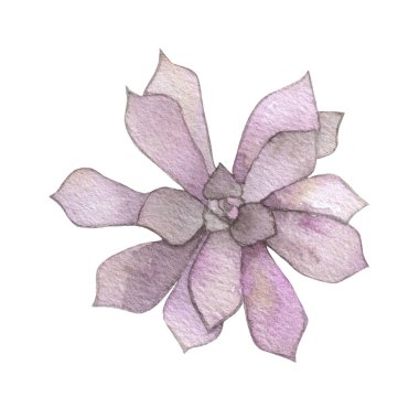 Watercolor succulents, cactus. Isolated object on a white background. Green indoor flowers. High quality illustration