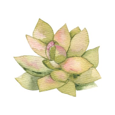 Succulent cactus painted in watercolor. Home garden flower isolated on white background. High quality illustration