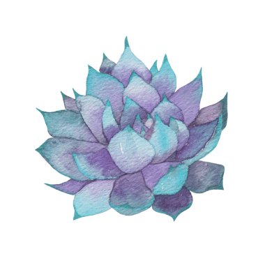 Succulent cactus painted in watercolor. Home garden flower isolated on white background. High quality illustration