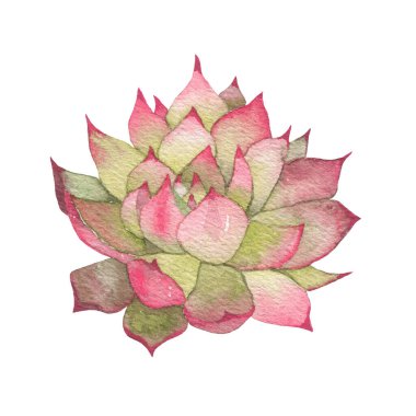 Succulent cactus painted in watercolor. Home garden flower isolated on white background. High quality illustration