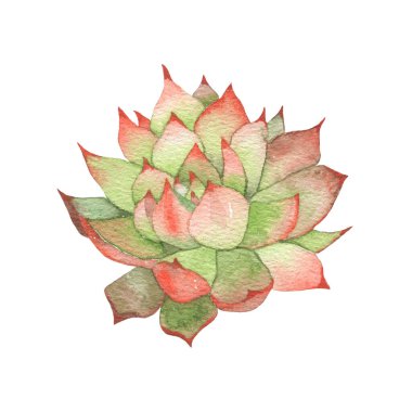 Succulent cactus painted in watercolor. Home garden flower isolated on white background. High quality illustration