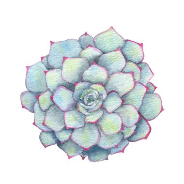 Watercolor succulents, cactus. Isolated object on a white background. Green indoor flowers. High quality illustration
