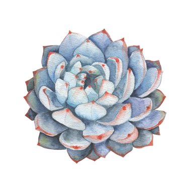 Watercolor succulents, cactus. Isolated object on a white background. Green indoor flowers. High quality illustration
