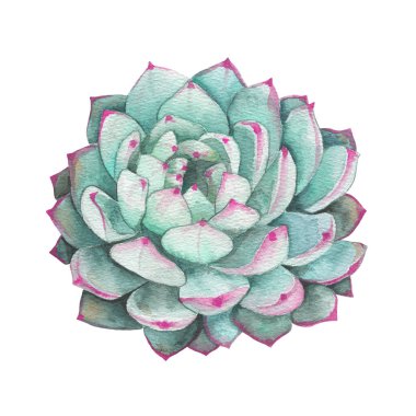 Watercolor succulents, cactus. Isolated object on a white background. Green indoor flowers. High quality illustration