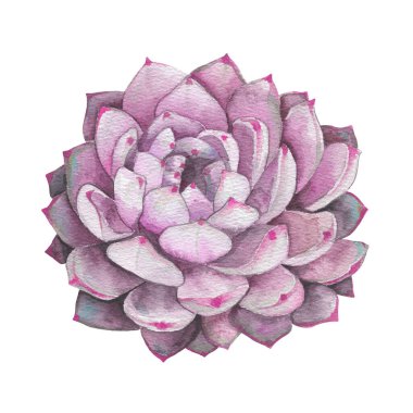 Watercolor succulents, cactus. Isolated object on a white background. Green indoor flowers. High quality illustration