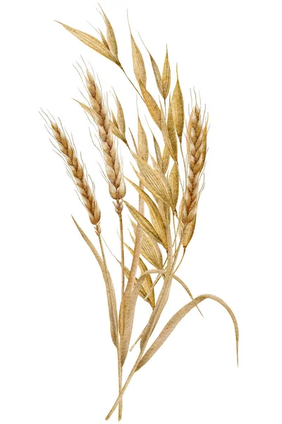 Watercolor Spikelets Wheat Rye Barley Grains White Background High Quality Imagem De Stock
