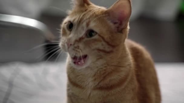 Yawning Red Tabby Cat Big Mustache Slow Motion High Quality — Stockvideo