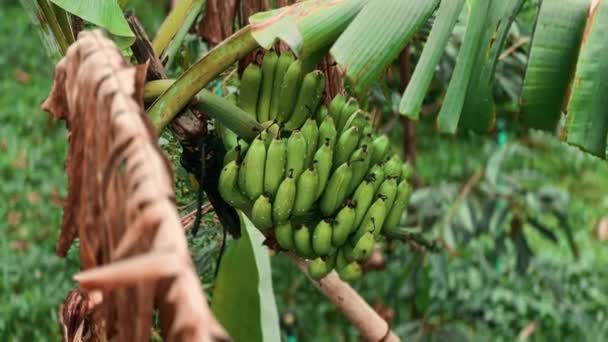 Куча Зеленых Бананов Дереве Таиланде После Дождя Крупный План Банановое — стоковое видео