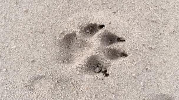 动物在沙滩上的脚印特写 海滨一只大狗的脚印 高质量的4K镜头 — 图库视频影像