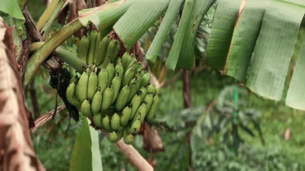 Banda Zielonych Bananów Drzewie Tropikalnym Lesie Deszczu Zbliżenie Bananowe Drzewo — Wideo stockowe