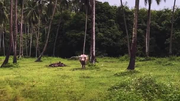 Tajski Bawół Pastwisku Trawę Deszczu Krowa Łące Kamera Płynnie Oddala — Wideo stockowe