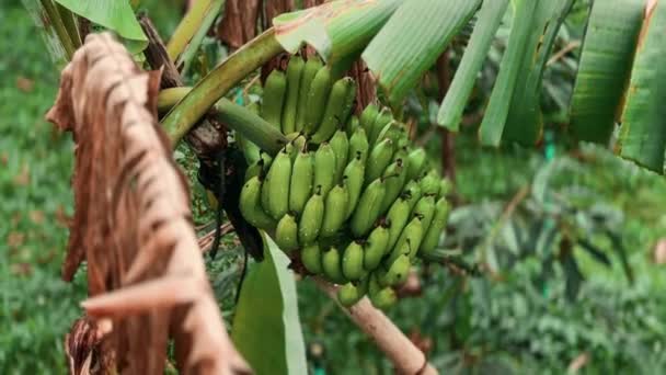 Ett Gäng Gröna Bananer Ett Träd Thailand Efter Regn Närbild — Stockvideo