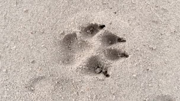 Impronta Animale Nella Sabbia Primo Piano Impronta Grosso Cane Sulla — Video Stock