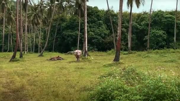 Thailändische Büffel Auf Der Weide Fressen Gras Regen Kuh Auf — Stockvideo