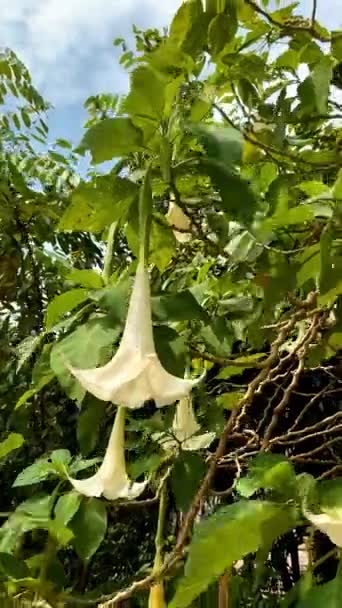 Witte Bloemen Van Raithia Religieuze Wrightia Religiosa Tropische Boom Thailand — Stockvideo