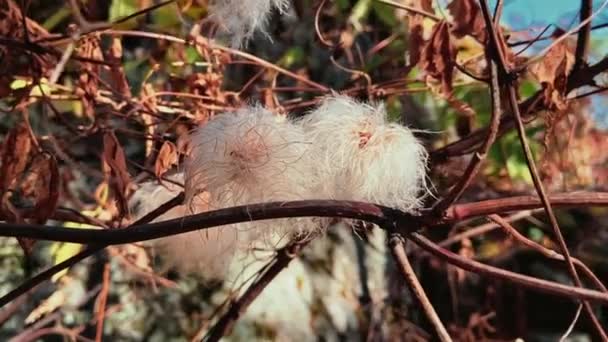 Flauschige Haarige Klimablüten Hängen Einem Baum Nahaufnahme Trockener Flauschiger Weißweine — Stockvideo