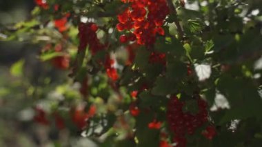 Böğürtlen dalında bir demet kırmızı dut. Frenk üzümü olgunlaşmış sulu bir lezzet bahçeye yakın çekimde asılı duruyor. Yüksek kalite 4k görüntü