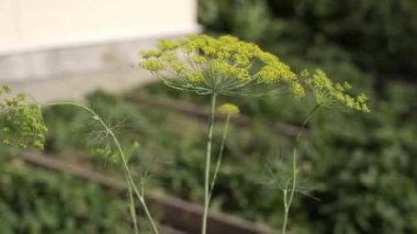 Rüzgarda gelişen dereotları. Çiftlikte yetişen bir yatakta sebzeler. Şemsiyelerde Dil tohumu. Yüksek kalite 4k görüntü