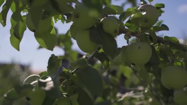 Hanging Fruit Fruits Apples Tree Branch Garden Healthy Food Gardening — Stock Video