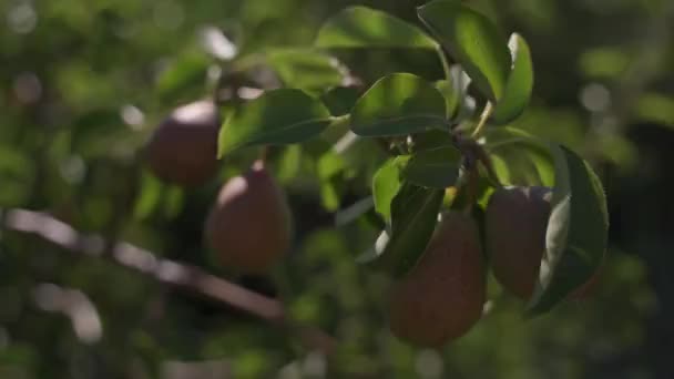 Hanging Pear Fruits Pear Tree Orchard Fruit Close Gardening High — Stock Video