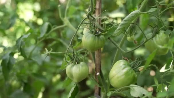 Gromady Zielonych Pomidorów Rosnące Ogrodzie Farmie Dojrzewające Warzywa Uprawy Rolne — Wideo stockowe