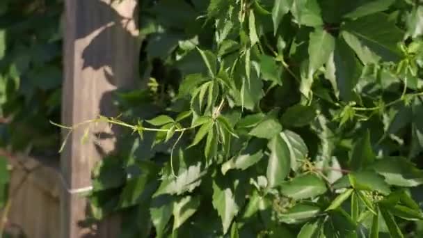 風の中で開発ヘッジ上の野生の登山ブドウの緑の葉 ヘッジクローズアップで忍び寄るツタの枝と葉 高品質4K映像 — ストック動画