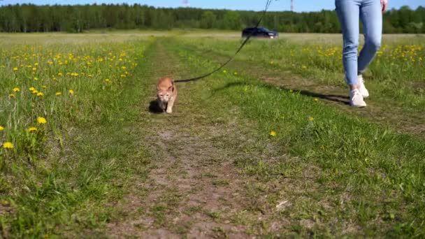 Красная Кошка Ходит Поводке Зеленому Полю Среди Одуванчиков Животное Гуляет — стоковое видео