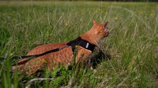 Red Tabby Cat Walks Leash Green Field Dandelions Pet Walking — Stock Video