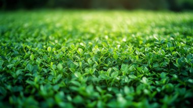 panoramic view of the nature, green nature scenery, fresh nature