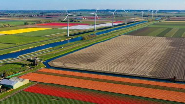 Çiçek bahçesi Keukenhof of Lisse Hollanda 'da güneşli bir günde mor lale tarlalarında İHA' dan hava manzarası. Krallar Günün kutlu olsun.