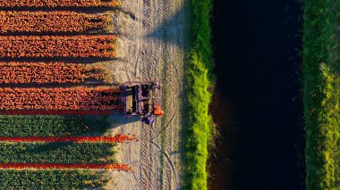 Renkli lale tarlalarında çalışan tarımsal makinelerin insansız hava aracı havadan görüntüsü, Hollanda 'daki çiçek bahçesi Keukenhof Lisse' nin yakınlarında güneşli bir günde daha iyi olgunlaşmak için lale çiçeklerini keser.