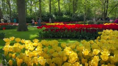 İnsanlar, 28 Nisan 2022 'de, Keukenhof Çiçek Bahçesi, Lisse, Hollanda' da renkli lalelerin tadını çıkarıyorlar. Yüksek kalite 4k görüntü