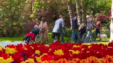 İnsanlar, 28 Nisan 2022 'de, Keukenhof Çiçek Bahçesi, Lisse, Hollanda' da renkli lalelerin tadını çıkarıyorlar. Yüksek kalite 4k görüntü