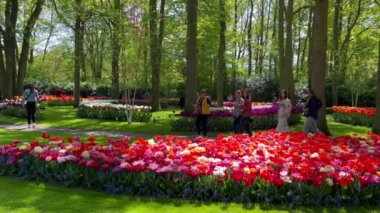 İnsanlar, 28 Nisan 2022 'de, Keukenhof Çiçek Bahçesi, Lisse, Hollanda' da renkli lalelerin tadını çıkarıyorlar. Yüksek kalite 4k görüntü