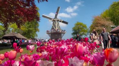 İnsanlar, 28 Nisan 2022 'de, Keukenhof Çiçek Bahçesi, Lisse, Hollanda' da renkli lalelerin tadını çıkarıyorlar. Yüksek kalite 4k görüntü