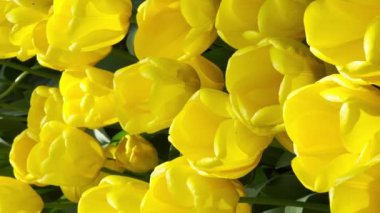Hollanda, Lisse 'deki Keukenhof çiçek bahçesinde güneşli bir günde renkli laleler. Dikey video. Yüksek kalite 4k görüntü